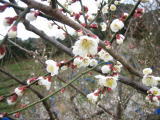 梅の花